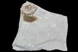 Ammonite (Promicroceras) Fossil - Lyme Regis #102888-1